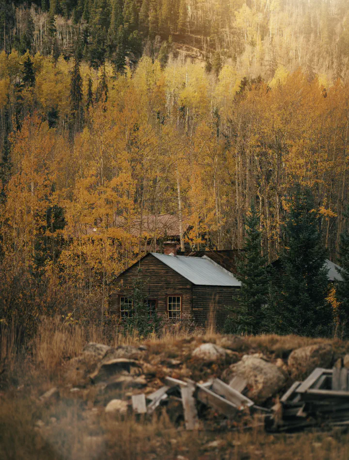 A cabin in the middle of a forest in St. Elmo Ghost Town.