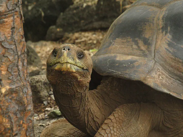 Giant tortoise, Galapagos.